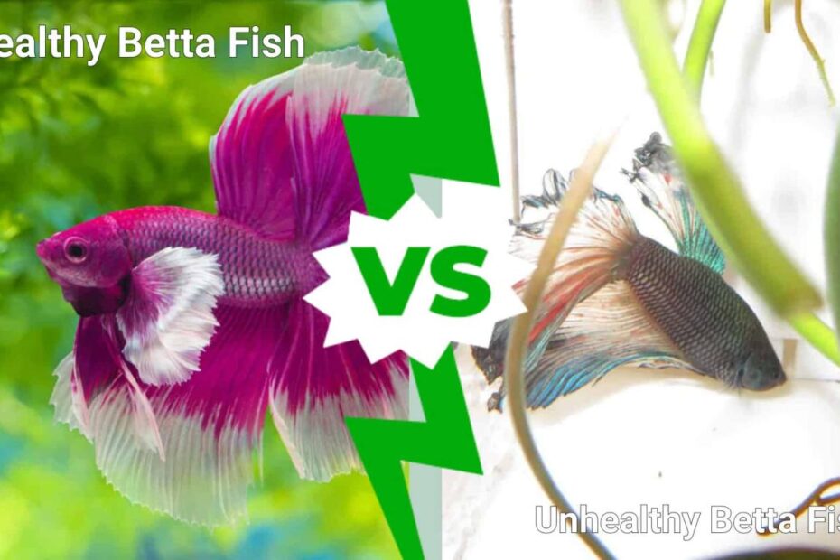 Healthy Betta Fish Vs. Unhealthy: 10 Warnings Signs - Az Animals