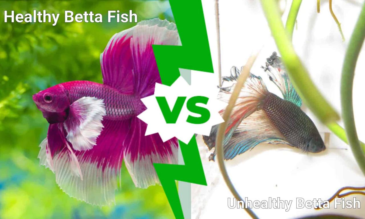 Can You Overfeed A Siamese Fighting Fish? Tips For Proper Feeding