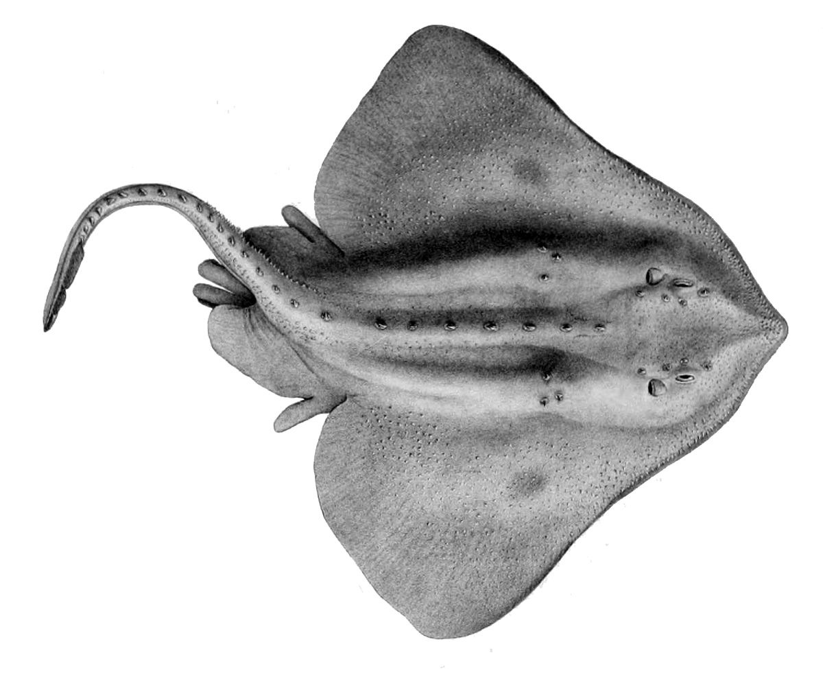 Skate (Fish) - Wikipedia