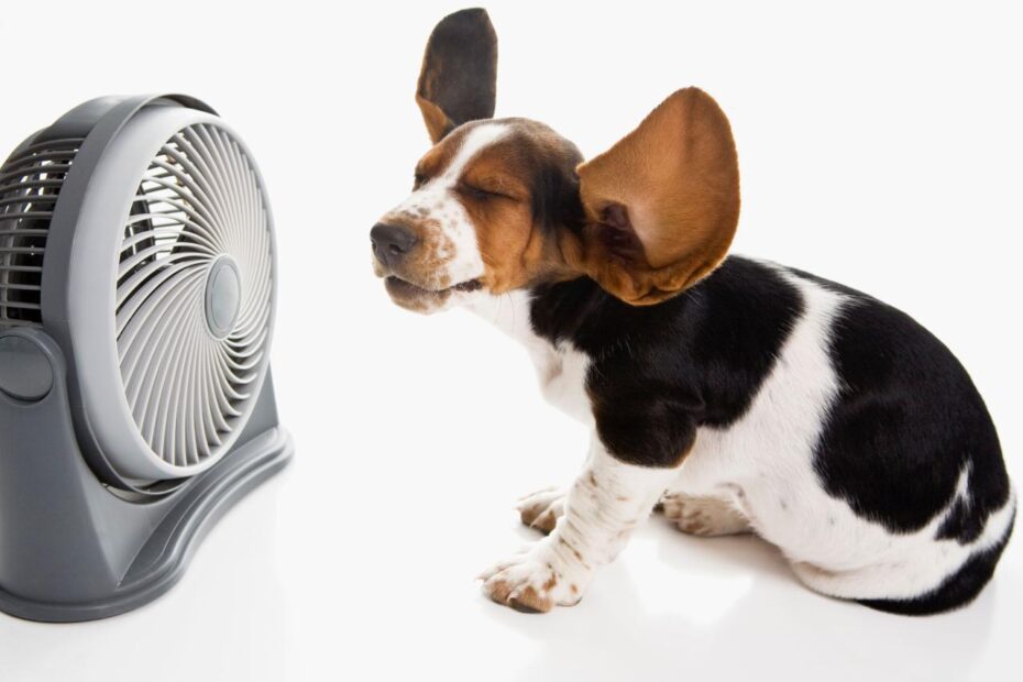 Do Fans Work To Cool Off Dogs?