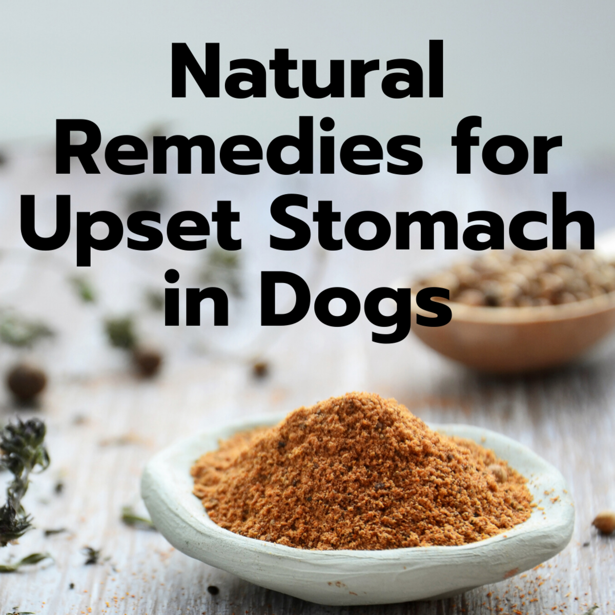 What Can I Feed My Dog To Settle His Upset Stomach?