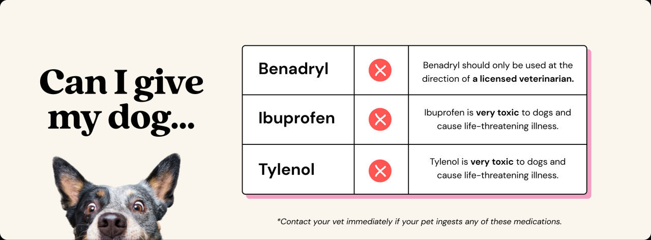 Can You Give Dogs Ibuprofen?