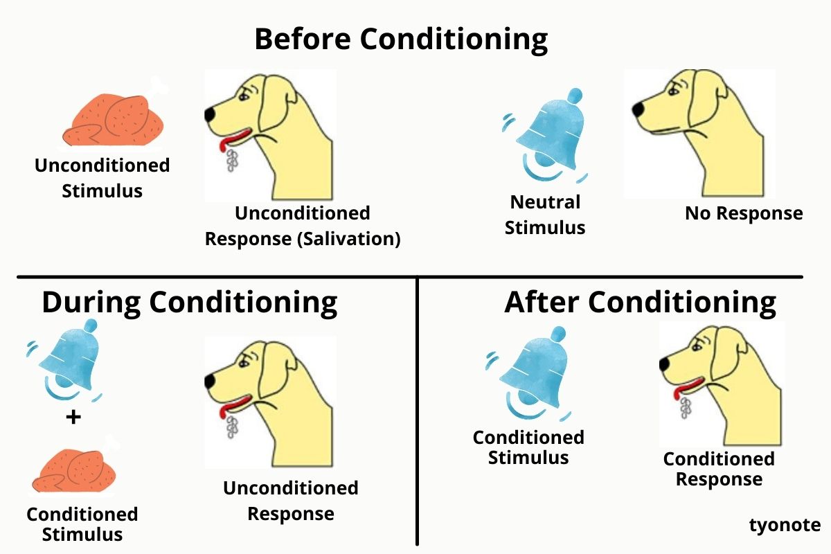 Ivan Pavlov'S Theory