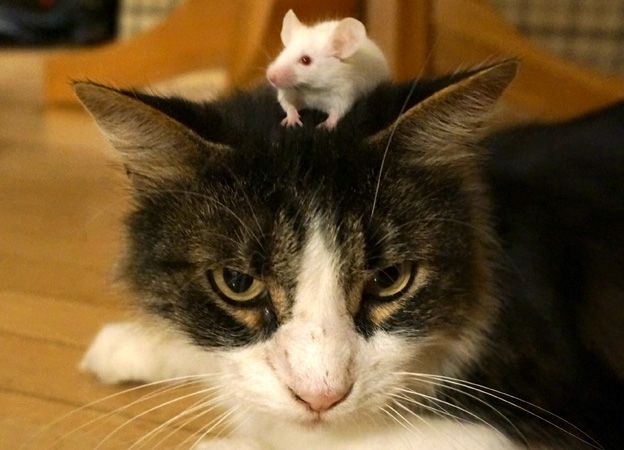 Why Mice Are Afraid Of Cats: Unveiling Natures Survival Instinct