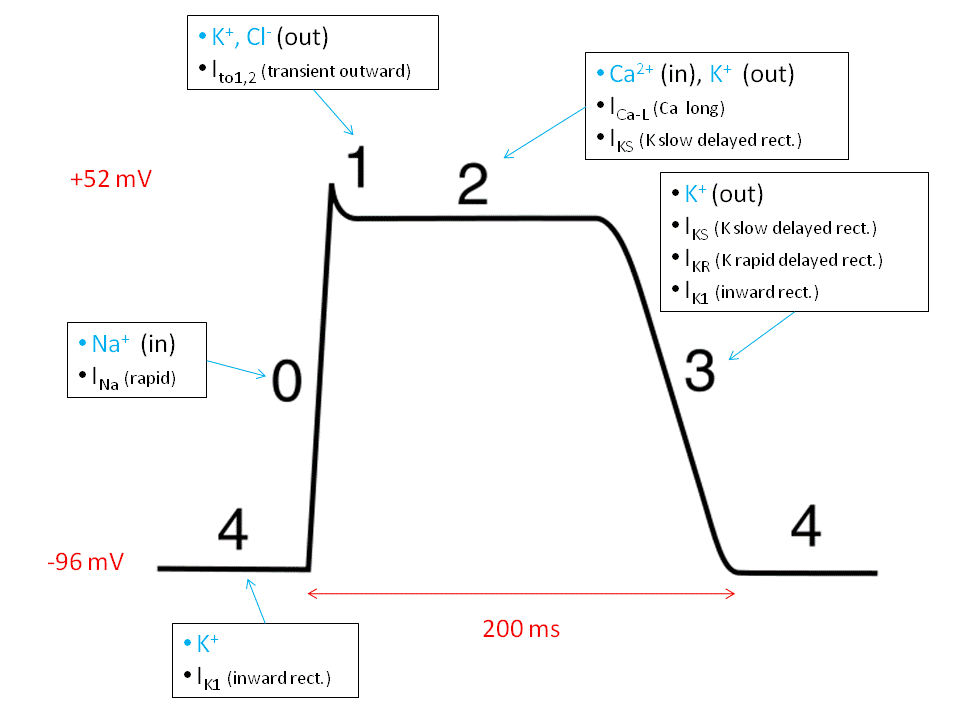 Cardiac Action Potential - Wikipedia