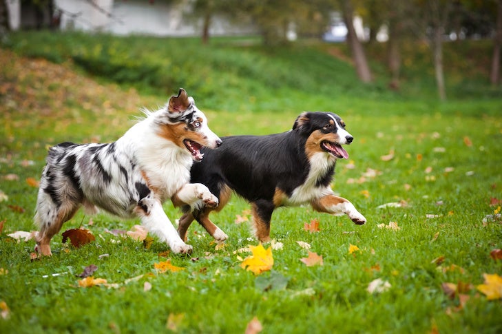 Is An Australian Shepherd A Good College Companion?