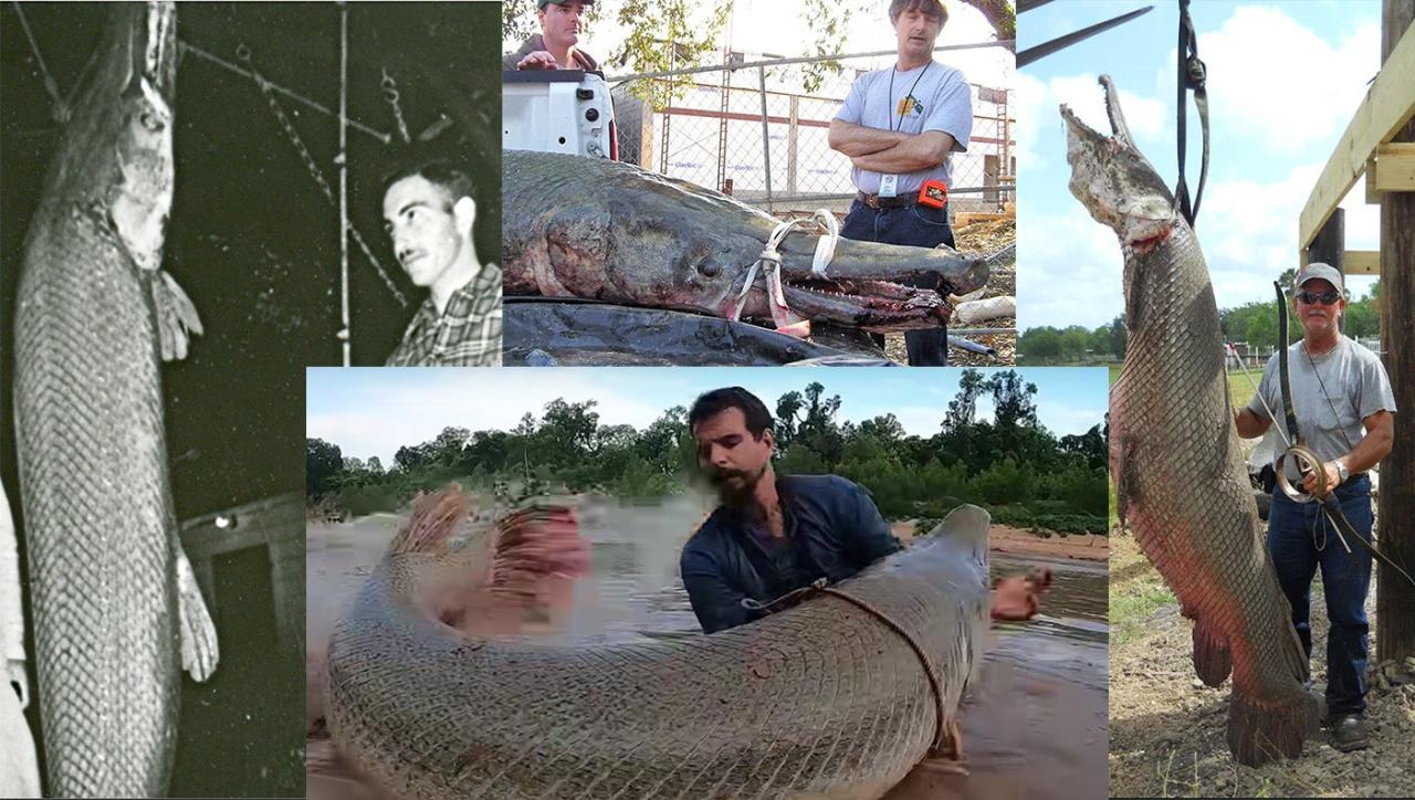 Where Can I Find A Giant Alligator Gar: A Quest For The Elusive Predator