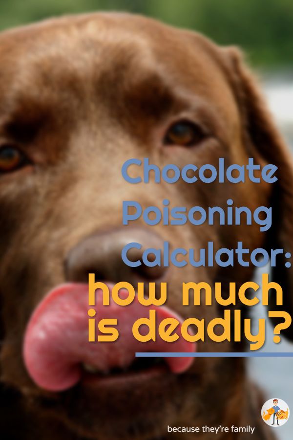 Quick Answer: How Much Cocoa Powder Is Toxic To Dogs – A Safety Guide