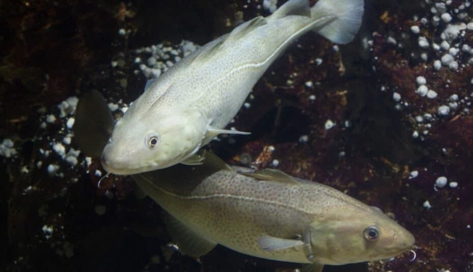 Cod Vs Flounder: What Are The Differences? - Az Animals