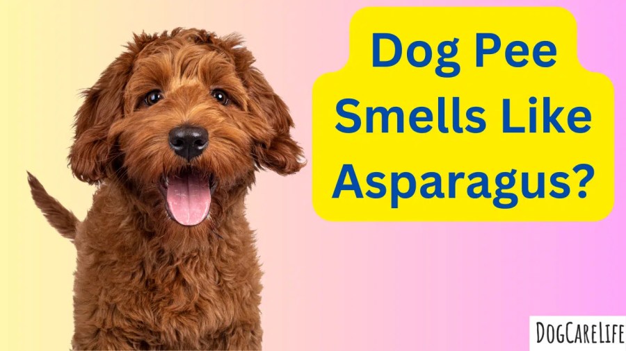 Dog Pee Smells Like Asparagus: Unraveling The Mystery Behind It -  Dogcarelife
