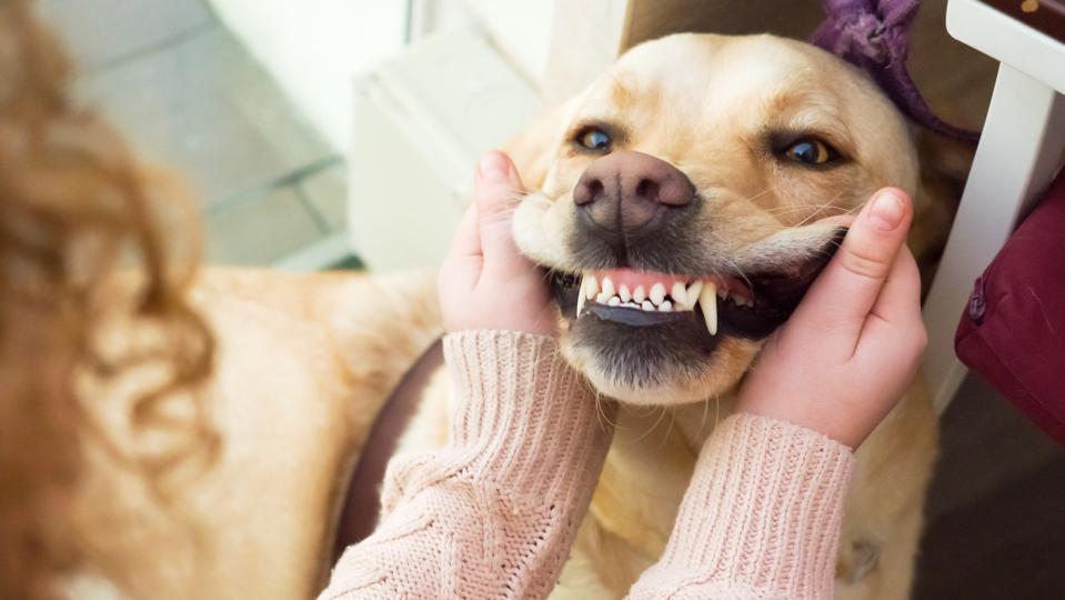 How Much Would It Cost To Clean My Dog’S Teeth: Affordable Dental Care For Your Pup