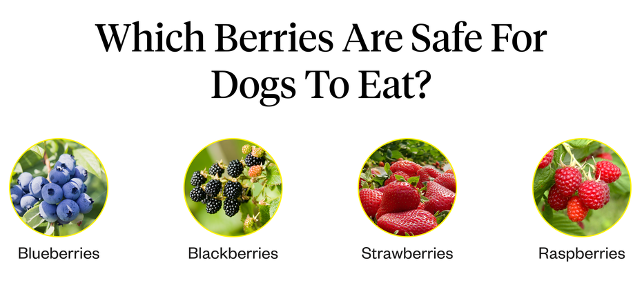 Can Dogs Eat Blueberries? | Dutch