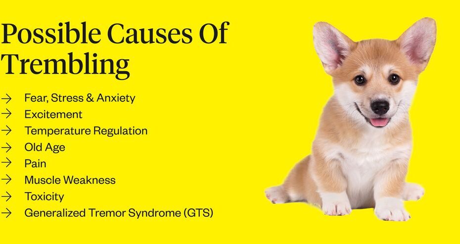 Trembling Dog: Causes & Treatments | Dutch