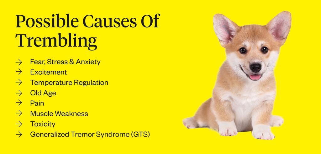 Trembling Dog: Causes & Treatments | Dutch