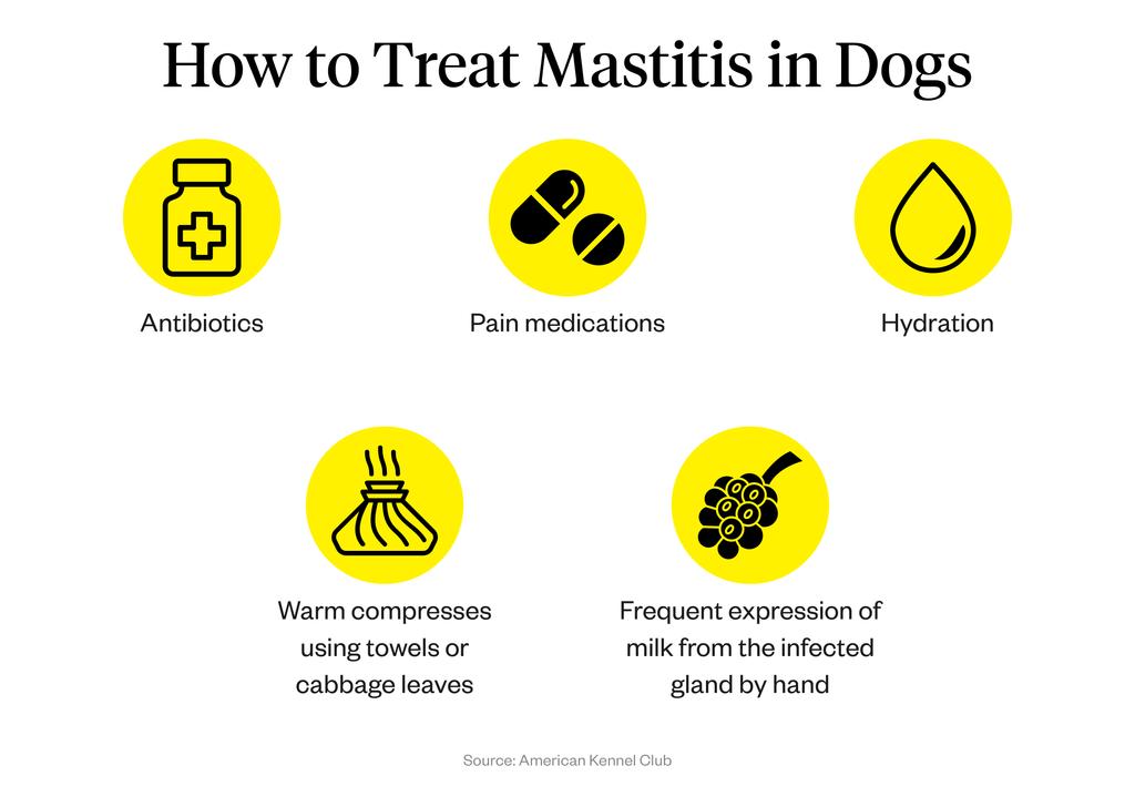 What Can You Give A Dog For Mastitis: Effective Solutions