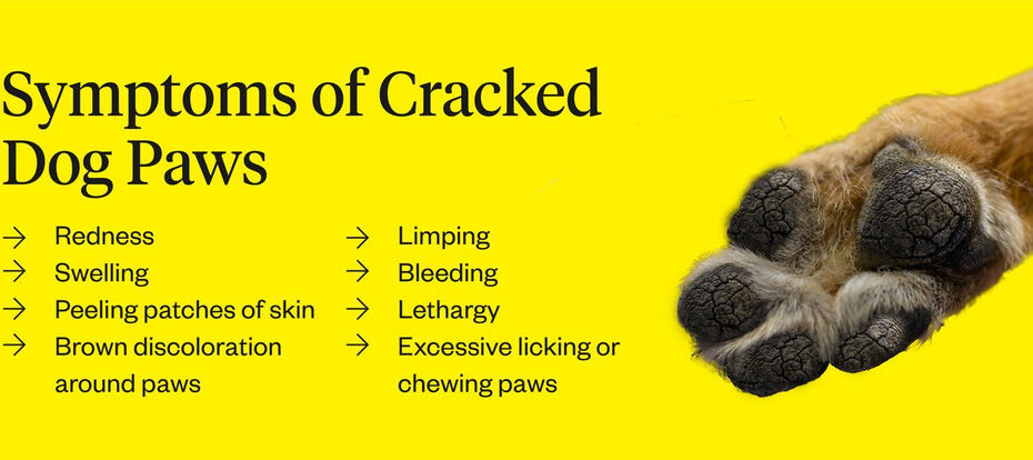 Cracked Dog Paws: Causes & Treatments | Dutch