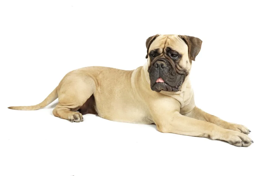 Mastiff Dog Breed Information & Characteristics