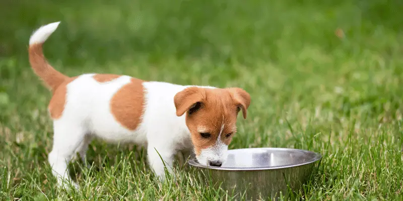 Should Puppies Have Water At Night? | Thepetjourney.Com