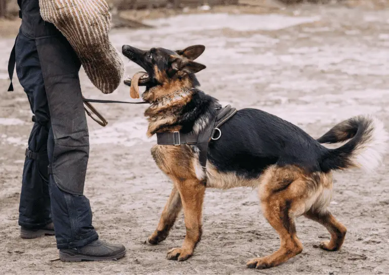Schutzhund Vs Personal Protection: Key Differences And Applications