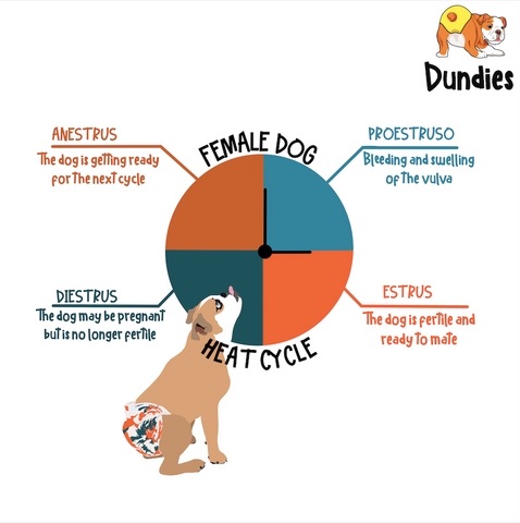 Will My Dog Bleed Excessively During Her Heat Cycle?