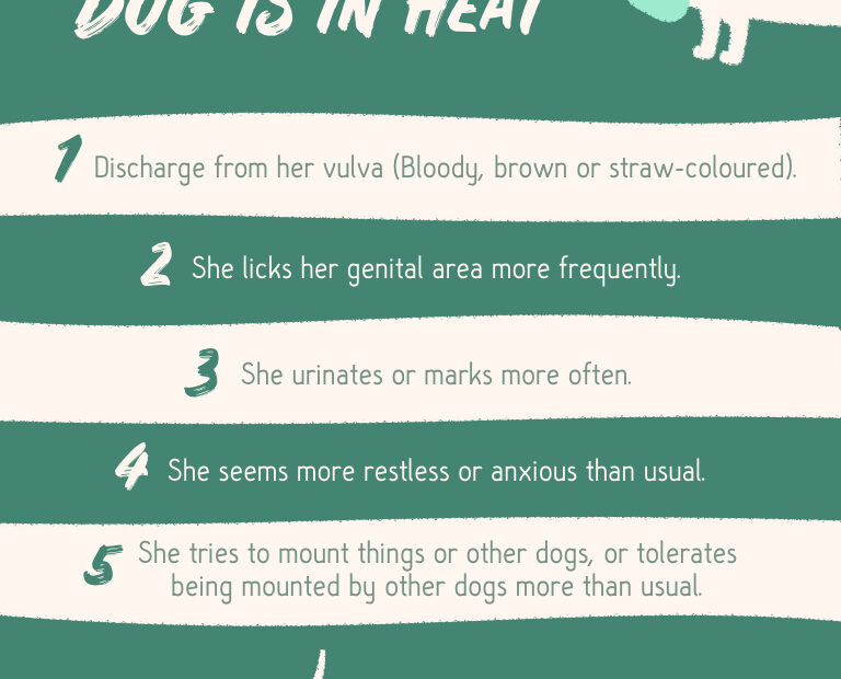 What You Should Know About Spaying Your Pet In Heat | Gaiavets
