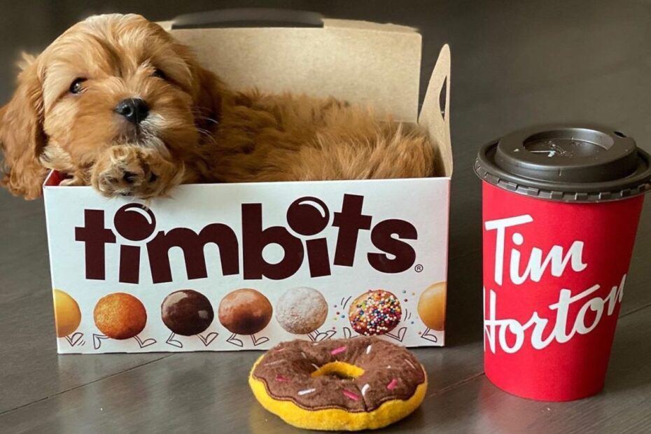 10 Fast-Food Items That Are Safe For Your Dog, Vets Say