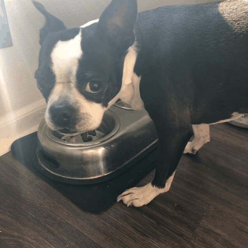 What Food Is Best For Boston Terriers: A Nutritional Guide