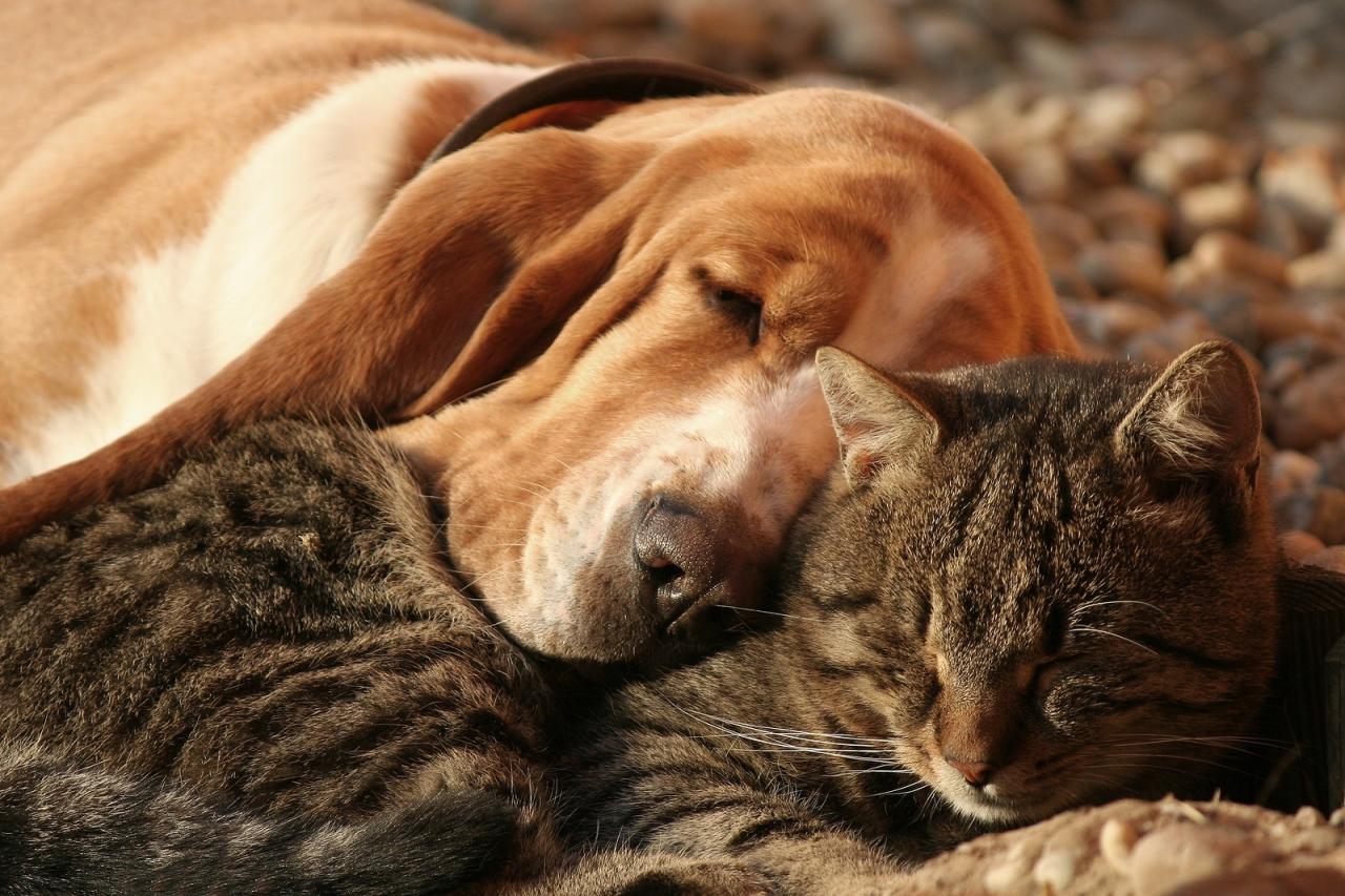 What Is The Meaning Of Cat And Dog Explained