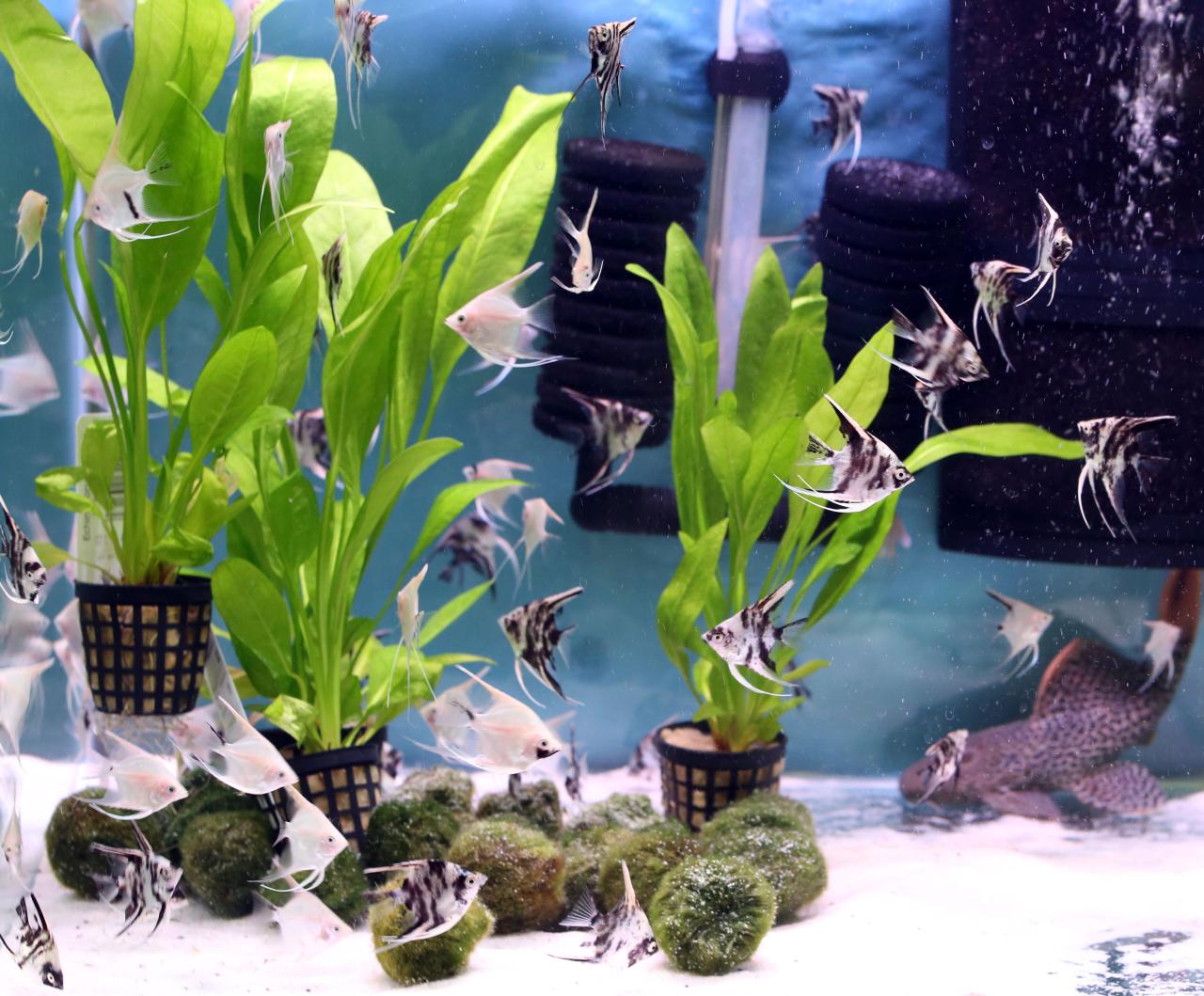 What Plants Keep Aquariums Clean: Natural Solutions For A Pristine Tank