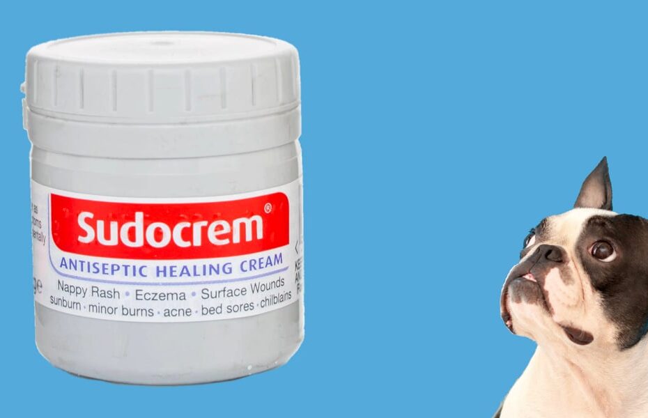 Waggel Blog - Antiseptic Cream For Dogs | Can I Use Antiseptic Cream?