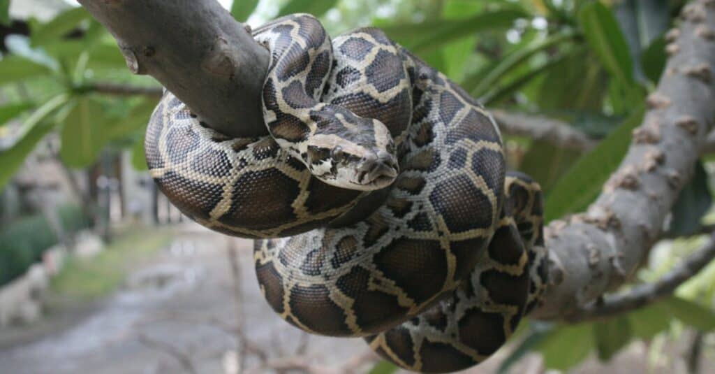 Will Florida Ever Get Rid Of Pythons? Exploring The Battle Against Invasive Species