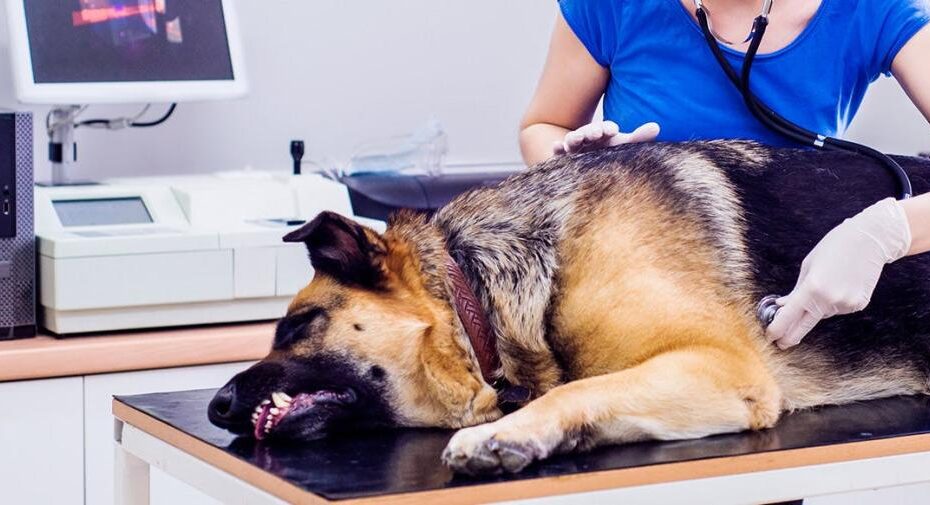 Can Dogs Get A Stomach Virus?