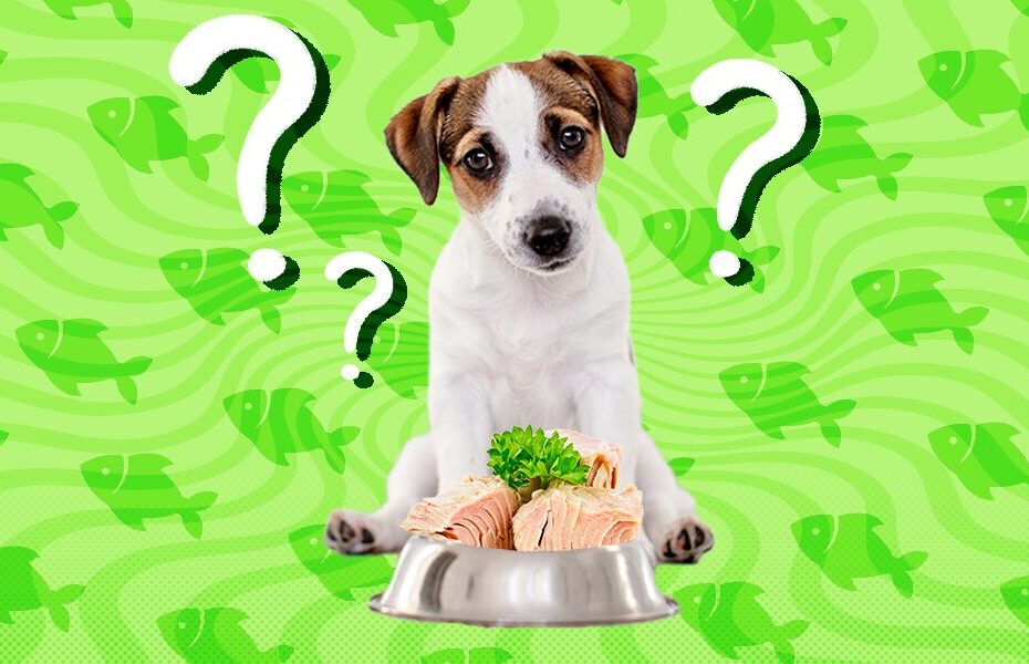 Can Dogs Eat Tuna? And Is It Toxic? - Dodowell - The Dodo