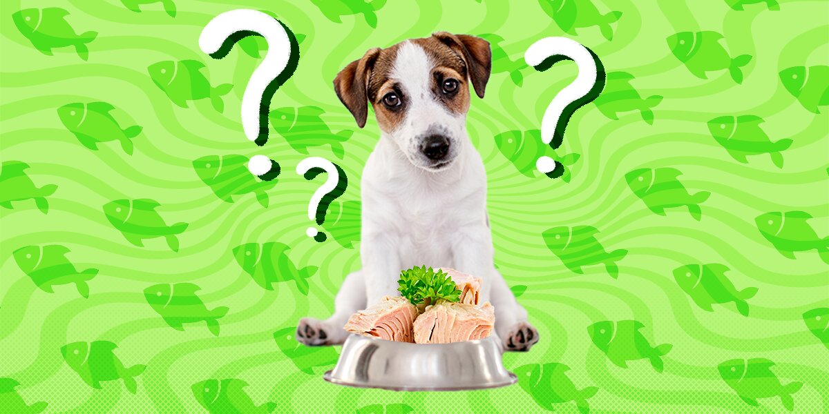 Can Dogs Eat Tuna? And Is It Toxic? - Dodowell - The Dodo