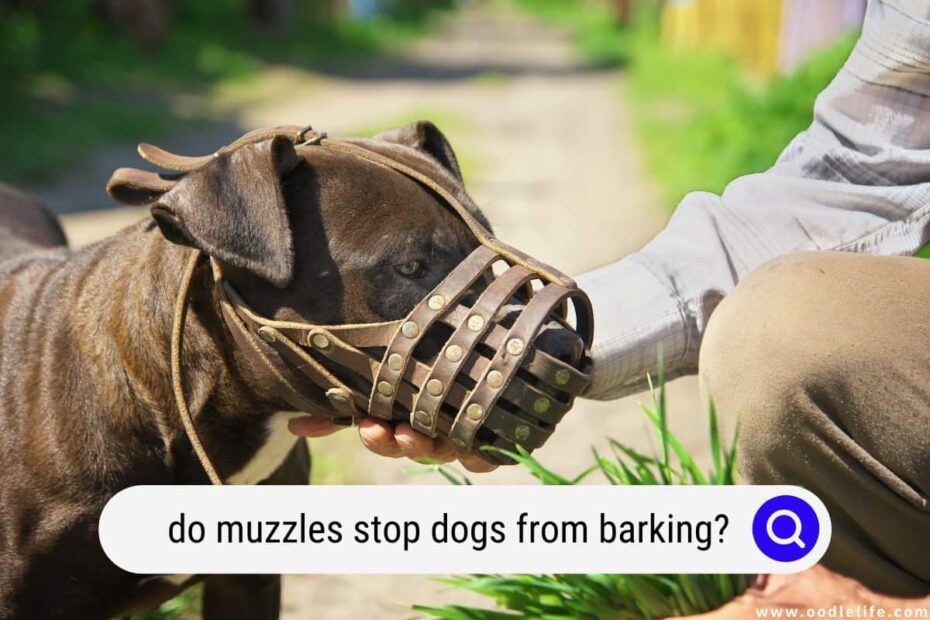 Do Muzzles Stop Dogs From Barking? (Nope! Here Is Why) - Oodle Life