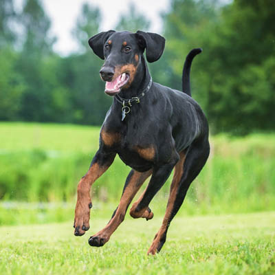 Why Is Grain-Free Bad For Dobermans: Unraveling The Risks