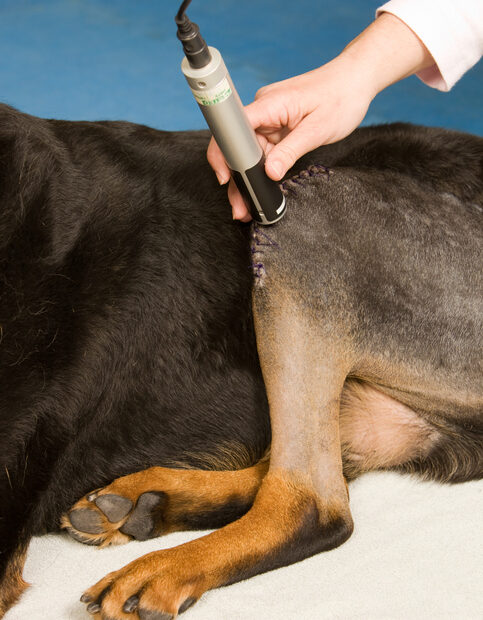 The Importance Of Treating Your Dog'S Acl Tear