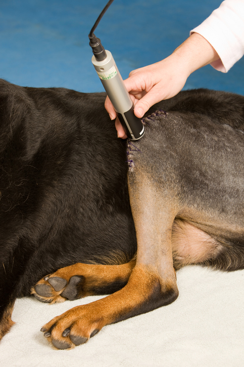 How Long Does It Take For A Dog To Recover After Cruciate Ligament Surgery?