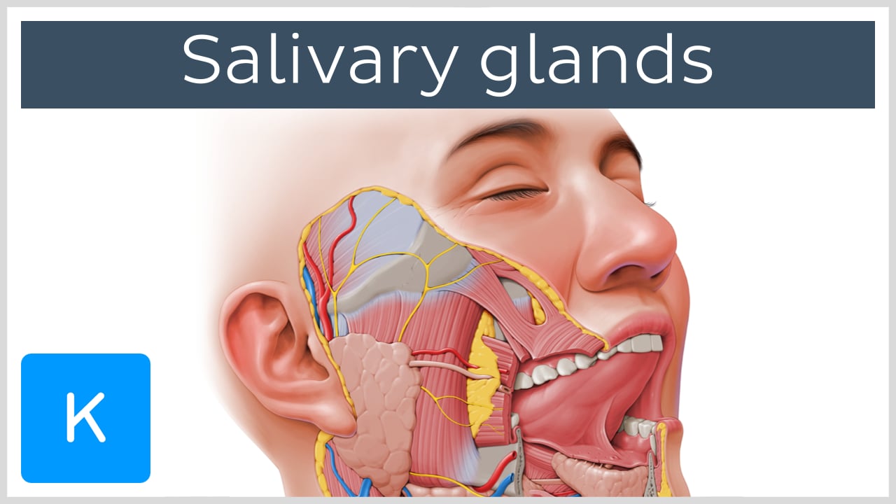 Salivary Glands: Overview, Anatomy, Clinical Aspects | Kenhub