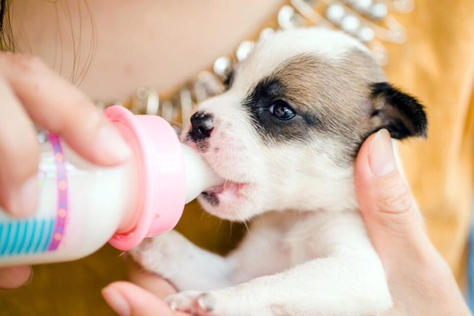 How And When To Use Puppy Formula To Bottle-Feed A Newborn Puppy