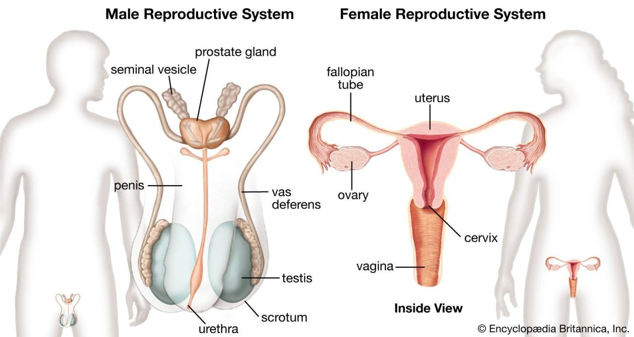 How Is The Male Reproductive System Unique Among Body Systems?