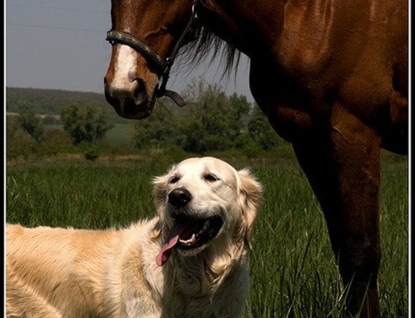 5 Good Dog Breeds That Get Along With Horses - Pethelpful