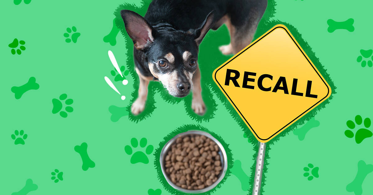 What Do You Do With Expired Dry Dog Food: Practical Solutions