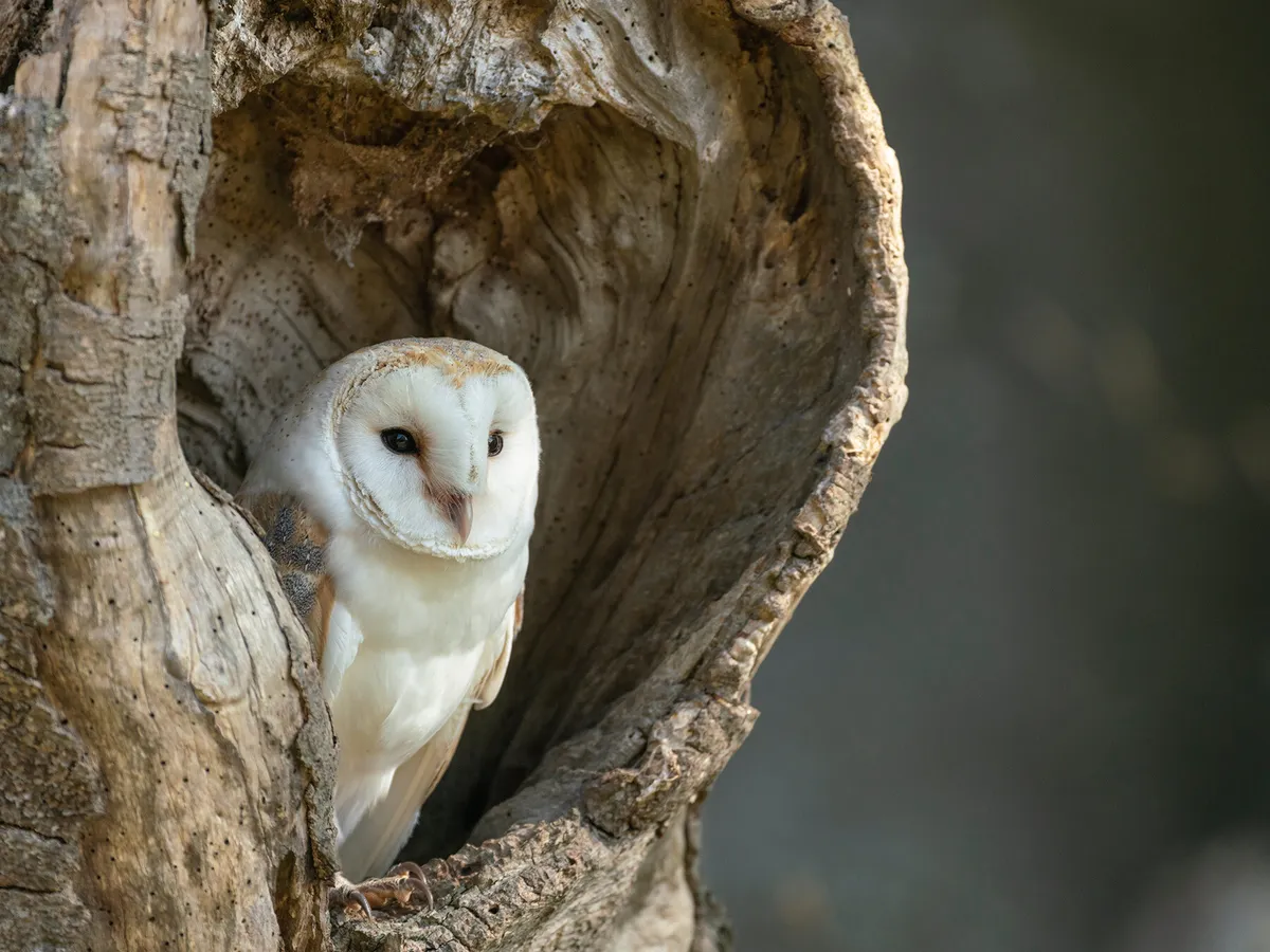 Do Barn Owls Live In Woods? Exploring Their Natural Habitat