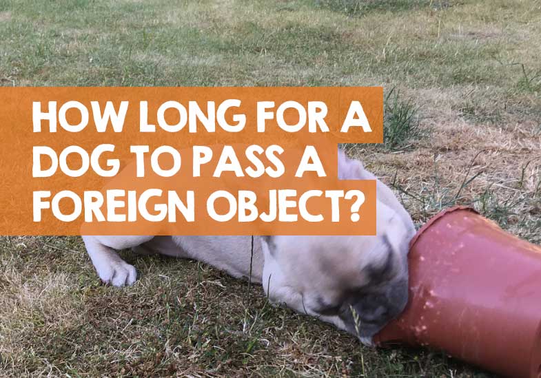 How Long Does It Take For A Dog To Pass A Foreign Object?