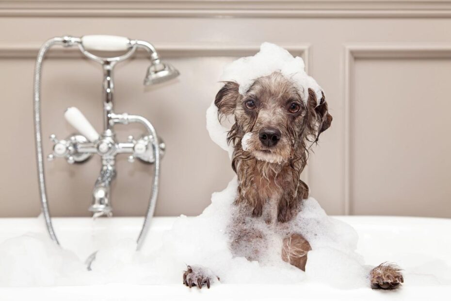 How To Bathe A Dog - How To Wash A Dog At Home, According To A Vet