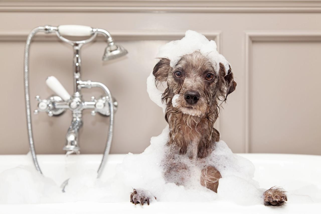 What Can I Wash My Dog With In The Uk: Tips For A Clean Canine