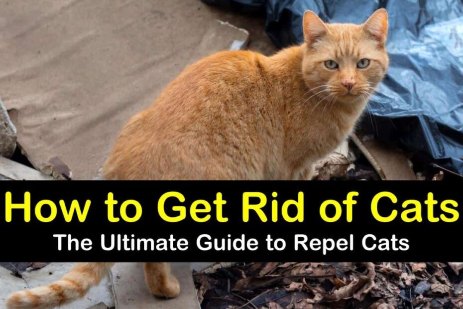 14+ Ingenious Ways To Get Rid Of Cats In Your Yard
