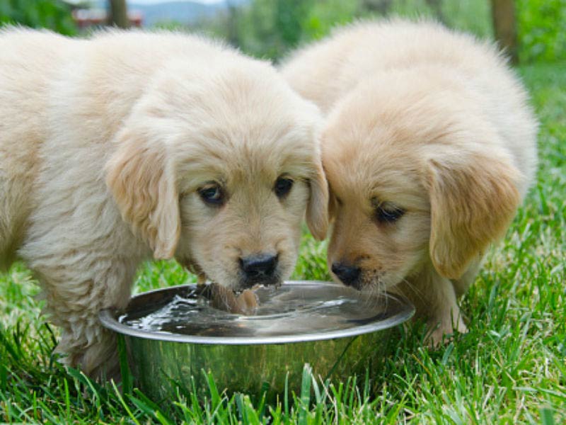 How Often Do We Have To Give Our Dogs Water: Essential Hydration Tips