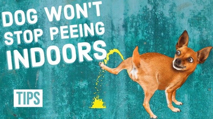 How To Stop Your Dog From Peeing Indoors - Youtube